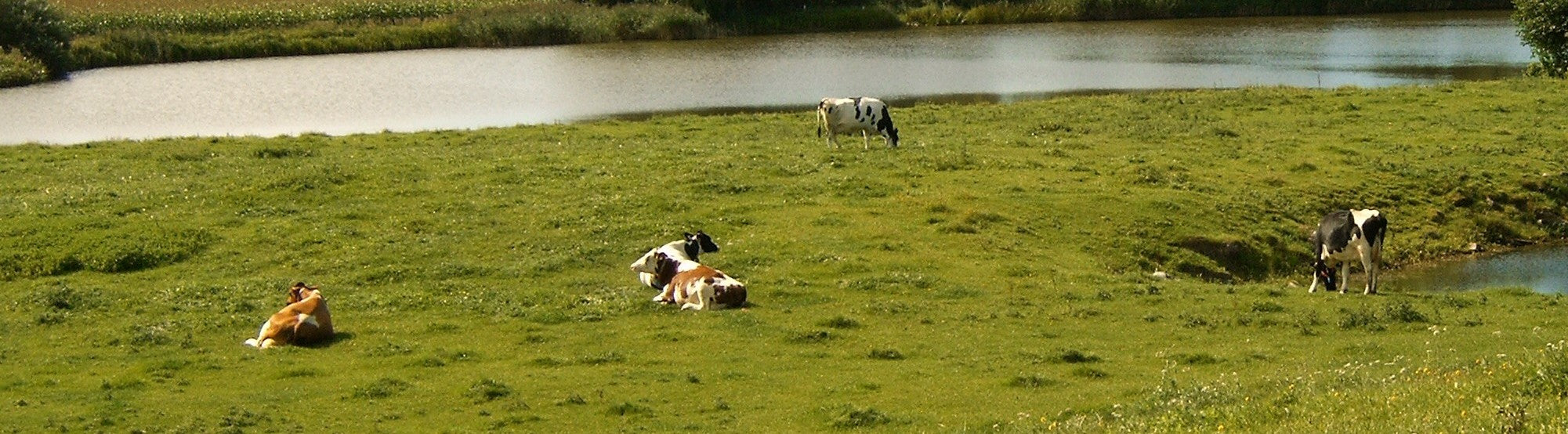 Schinken & Geräuchertes