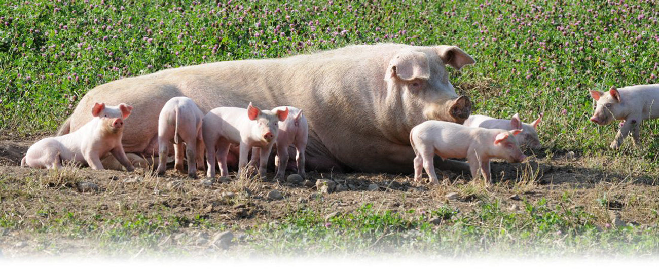 Schwein