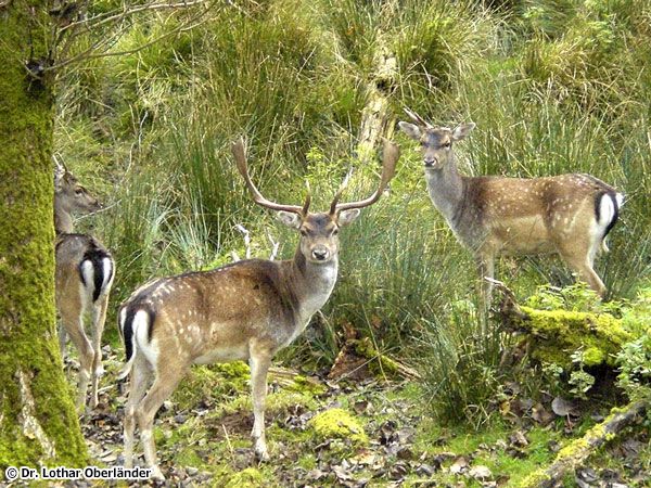 Fonduefleisch Hirschkeule