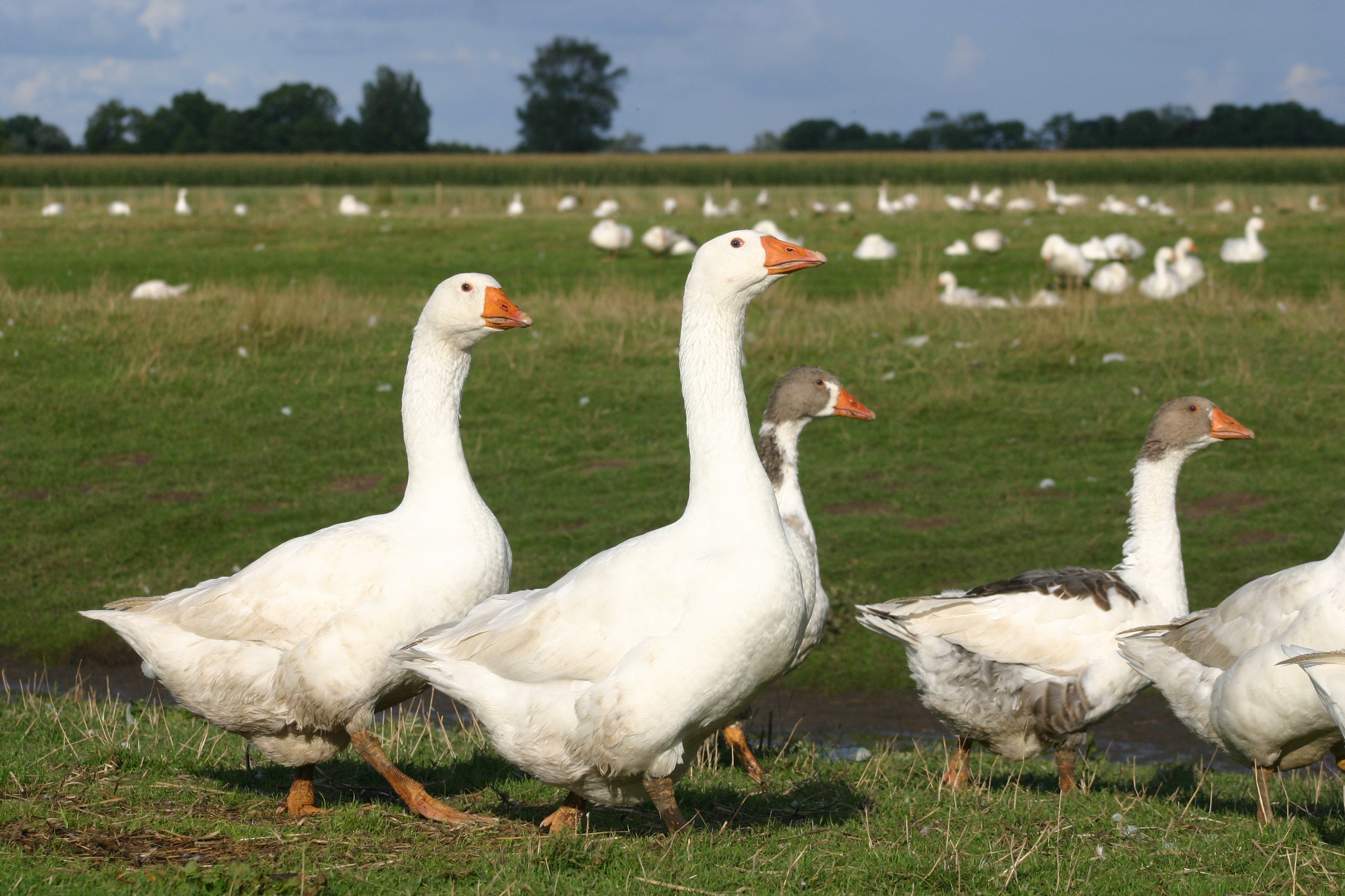 Gänsebrust mit Haut und Knochen