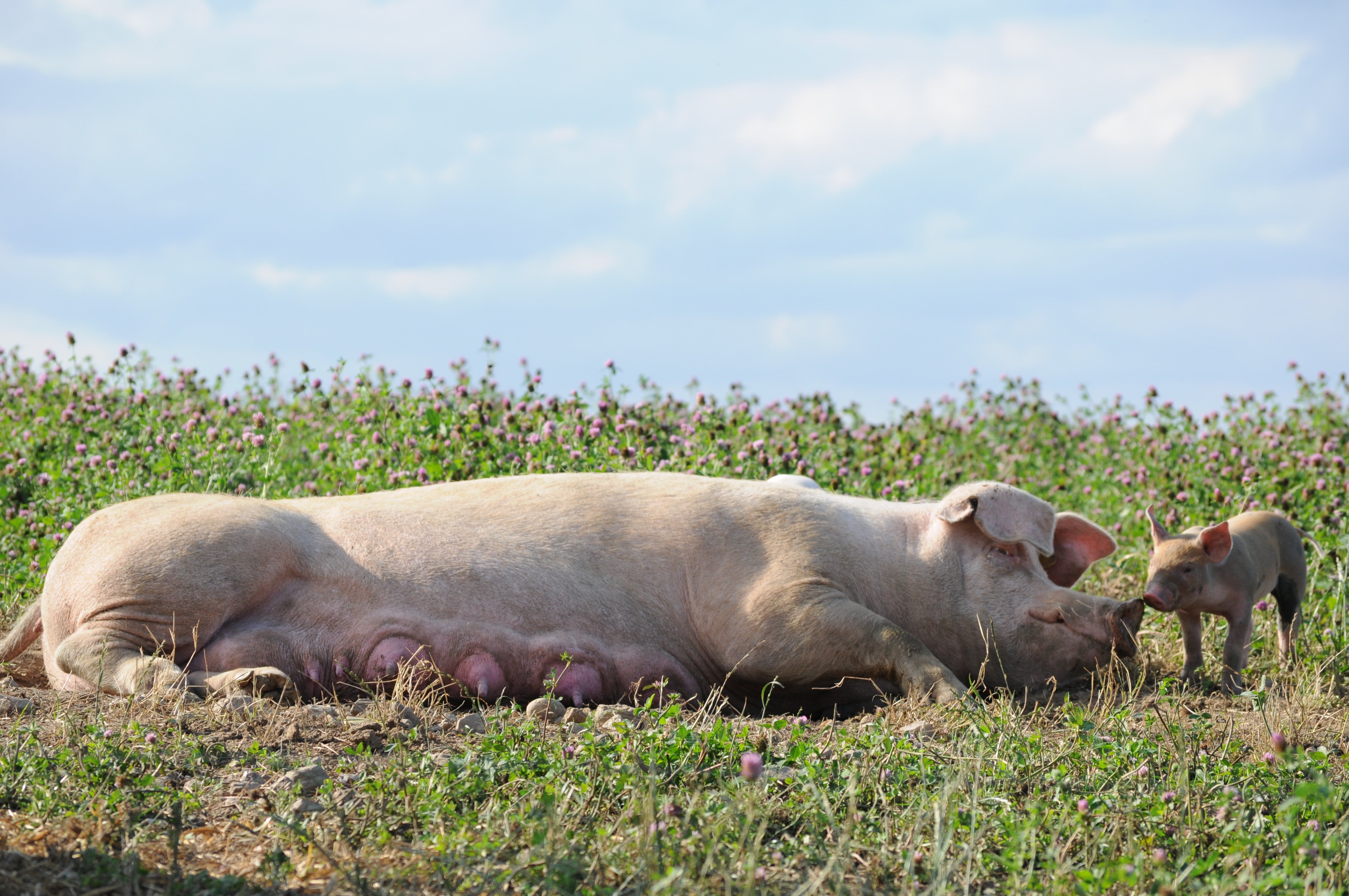 Aus dem Leben eines Bioland-Schweins